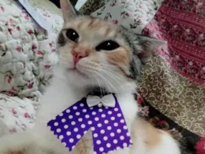 Gato raça SRD idade 7 a 11 meses nome MIA 
