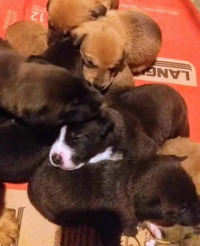 Cachorro ra a Indefinida  idade Abaixo de 2 meses nome Sem nome