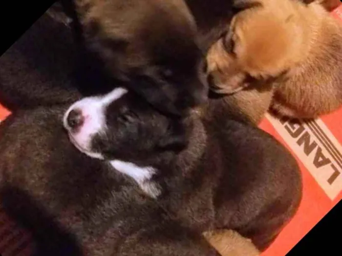 Cachorro ra a Indefinida  idade Abaixo de 2 meses nome Sem nome