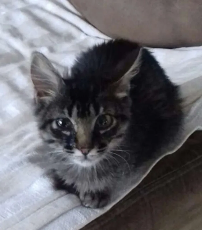 Gato ra a  idade 2 a 6 meses nome Harry 
