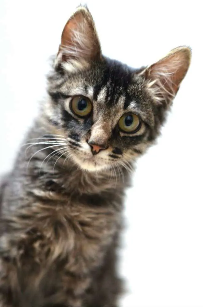Gato ra a  idade 2 a 6 meses nome Harry 
