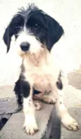 Luli