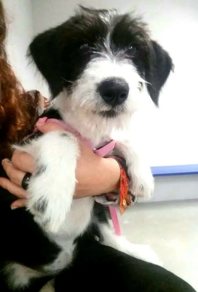 Cachorro ra a  idade 7 a 11 meses nome Luli 