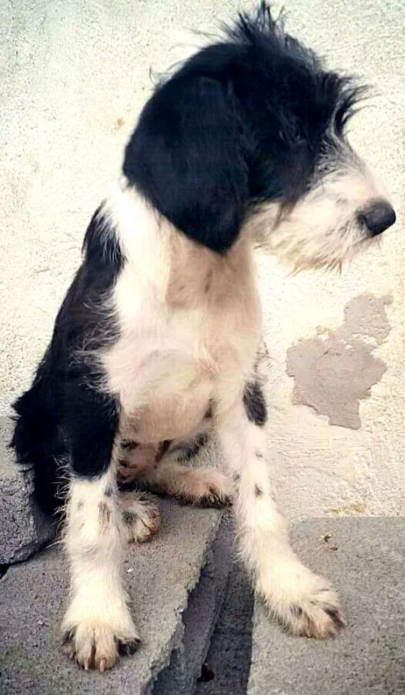 Cachorro ra a  idade 7 a 11 meses nome Luli 