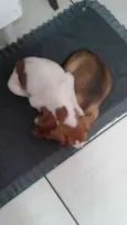 Mili
