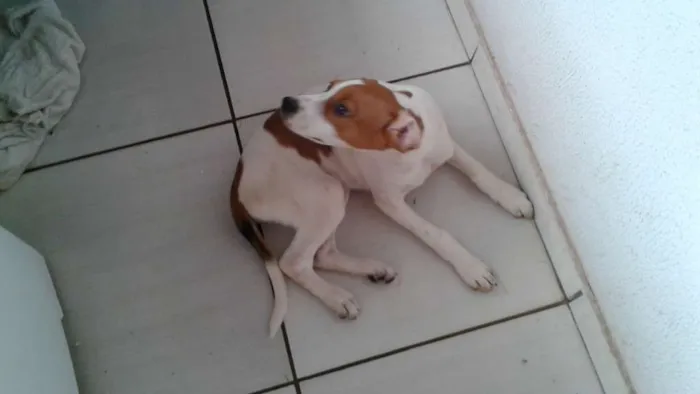 Cachorro ra a vira lata idade 2 a 6 meses nome Mili