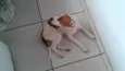Mili
