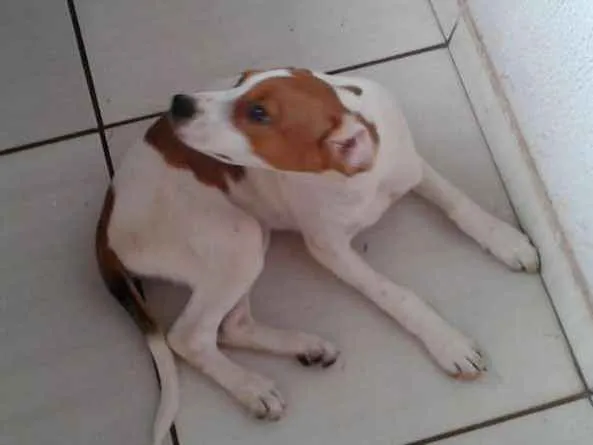 Cachorro ra a vira lata idade 2 a 6 meses nome Mili