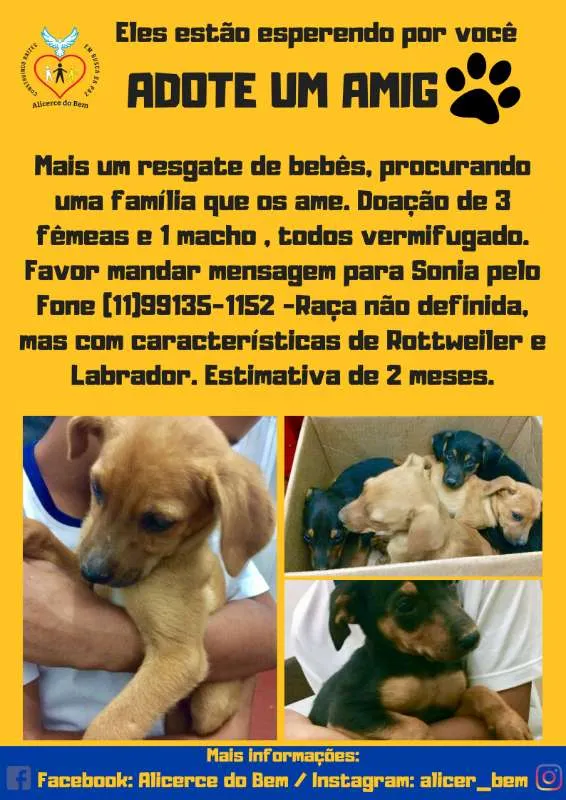 Cachorro ra a Vira - lata idade 2 a 6 meses nome Filhotes