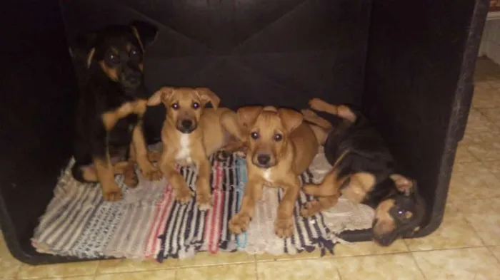 Cachorro ra a Vira - lata idade 2 a 6 meses nome Filhotes