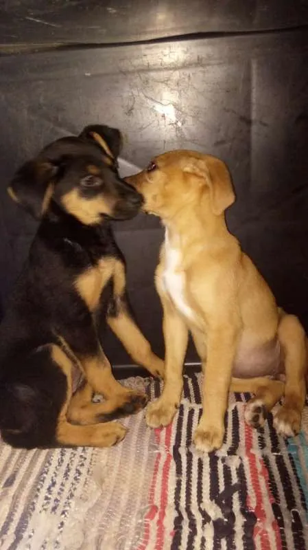 Cachorro ra a Vira - lata idade 2 a 6 meses nome Filhotes