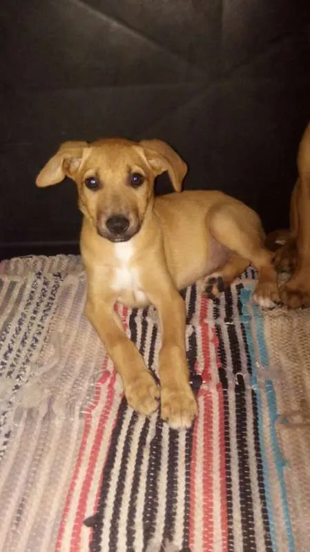 Cachorro ra a Vira - lata idade 2 a 6 meses nome Filhotes