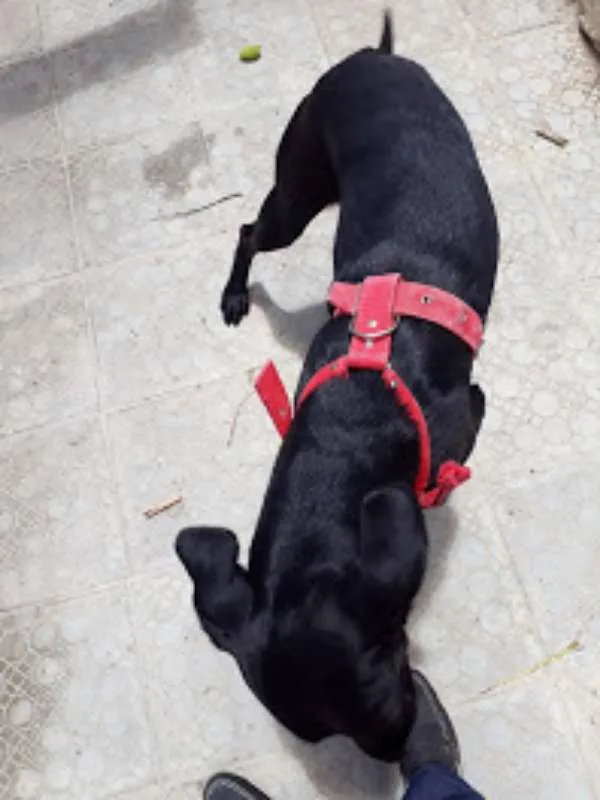 Cachorro ra a Labrador idade 2 anos nome Negona