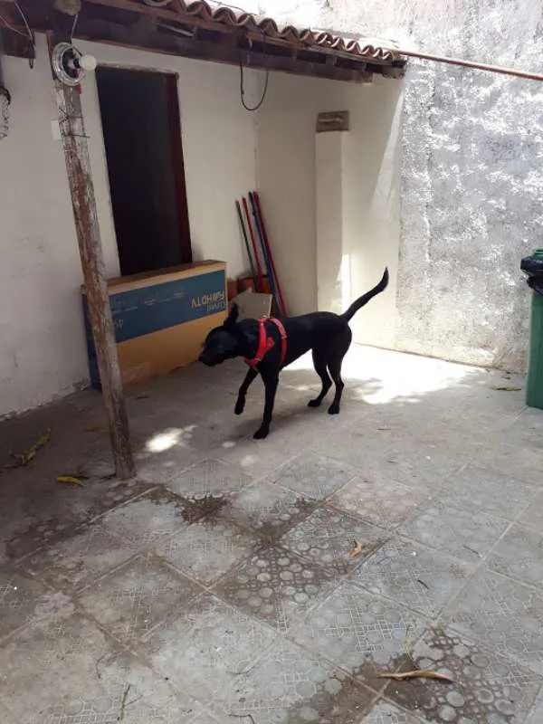 Cachorro ra a Labrador idade 2 anos nome Negona