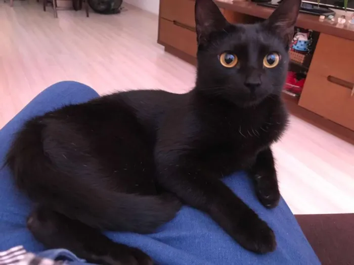 Gato ra a SRD idade 1 ano nome Luna