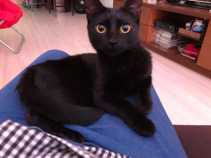 Gato ra a SRD idade 1 ano nome Luna