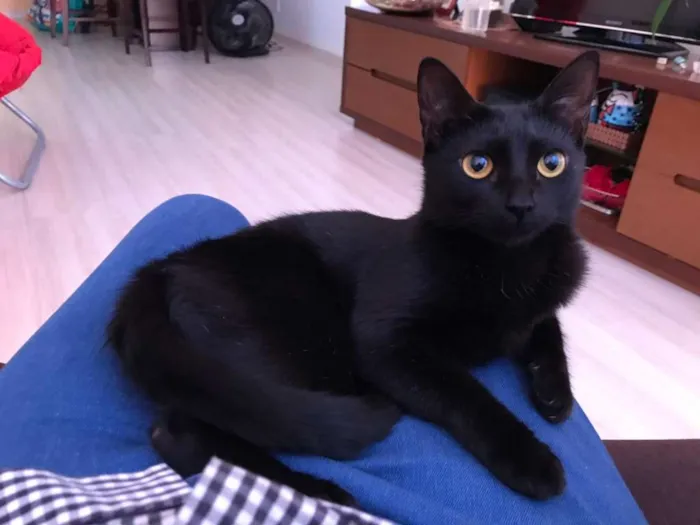 Gato ra a SRD idade 1 ano nome Luna