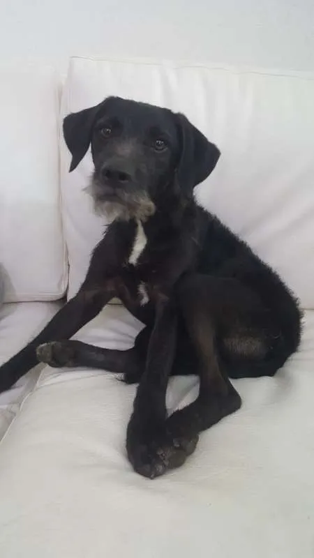 Cachorro ra a SRD idade  nome LULU