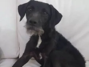 Cachorro raça SRD idade  nome LULU
