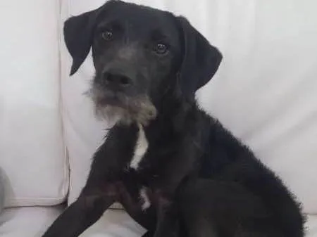 Cachorro ra a SRD idade  nome LULU