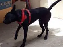 Cachorro raça Labrador idade 2 anos nome Negona
