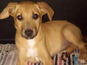 Cachorro raça Vira - lata idade 2 a 6 meses nome Filhotes