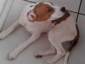 Cachorro raça vira lata idade 2 a 6 meses nome Mili