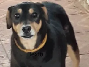 Cachorro raça Sdr idade 6 ou mais anos nome Pluto