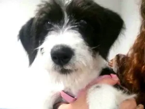 Cachorro raça  idade 7 a 11 meses nome Luli 