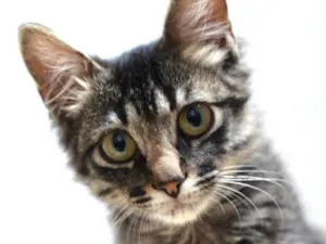 Gato raça  idade 2 a 6 meses nome Harry 