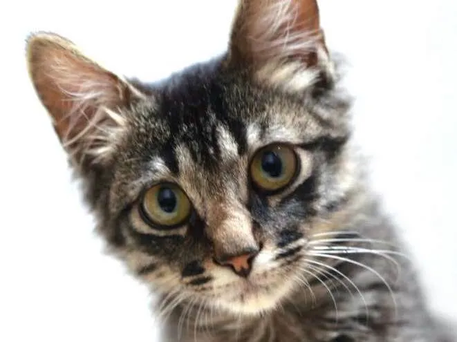 Gato ra a  idade 2 a 6 meses nome Harry 