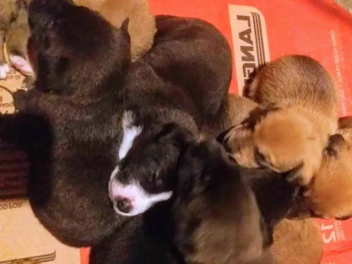 Cachorro ra a Indefinida  idade Abaixo de 2 meses nome Sem nome
