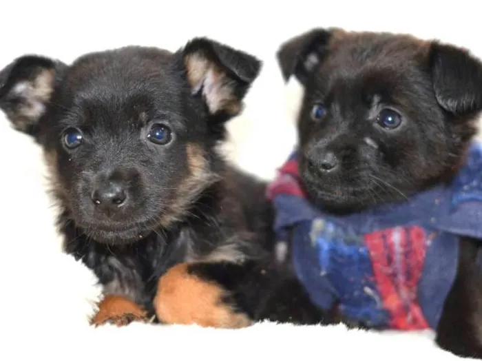 Cachorro ra a  idade Abaixo de 2 meses nome Filhotes Monique