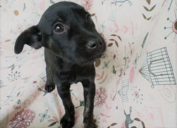 Cachorro ra a SRD idade 2 a 6 meses nome Jade
