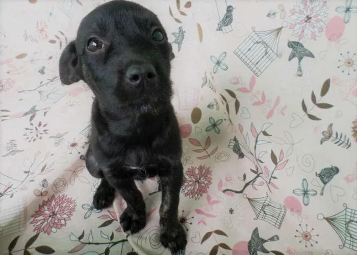 Cachorro ra a SRD idade 2 a 6 meses nome Jade