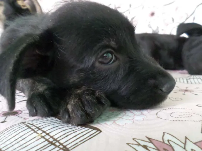 Cachorro ra a SRD idade 2 a 6 meses nome Jade
