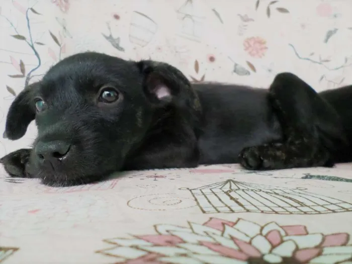 Cachorro ra a SRD idade 2 a 6 meses nome Jade