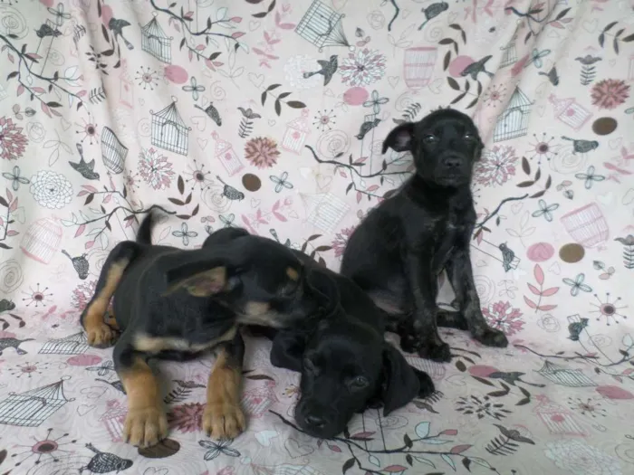 Cachorro ra a SRD idade 2 a 6 meses nome Jade