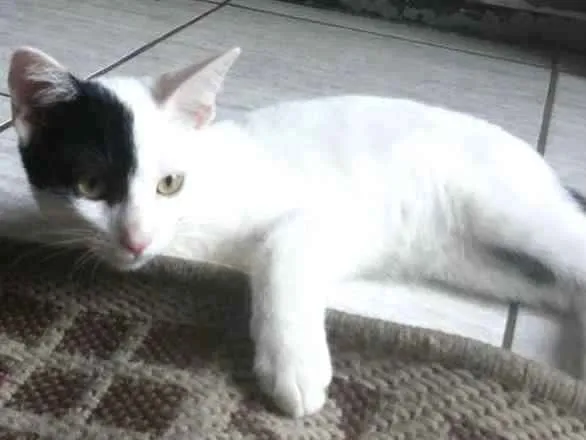 Gato ra a SRD idade 2 a 6 meses nome sem nome