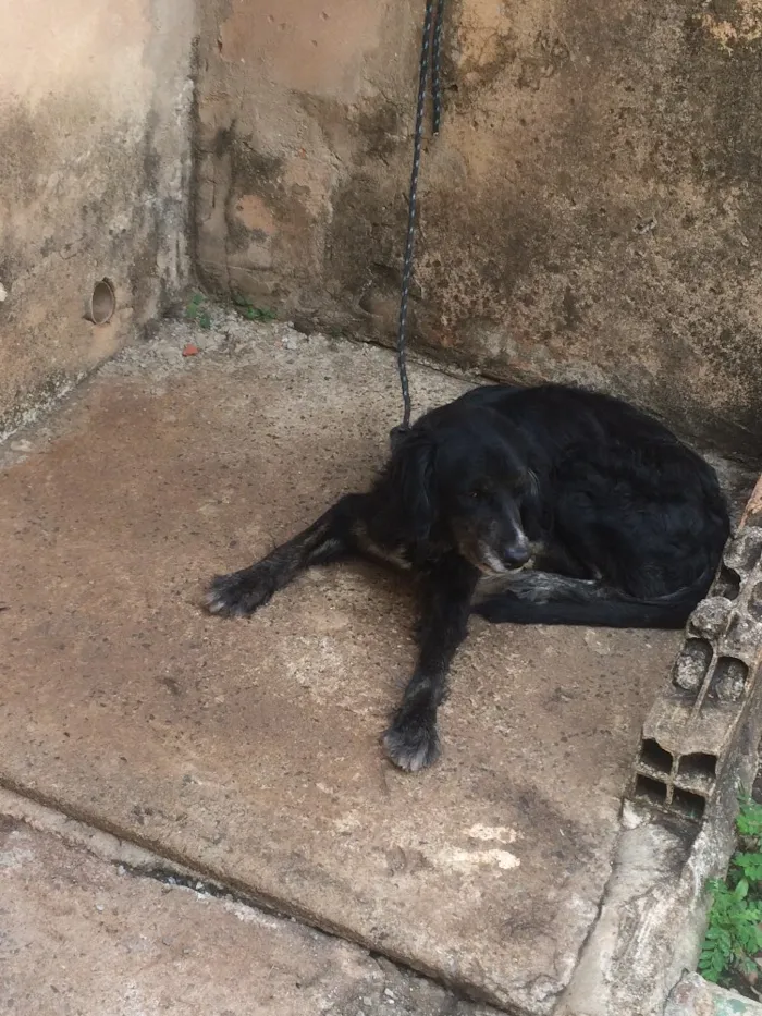 Cachorro ra a Misturado  idade 4 anos nome Alfredo 