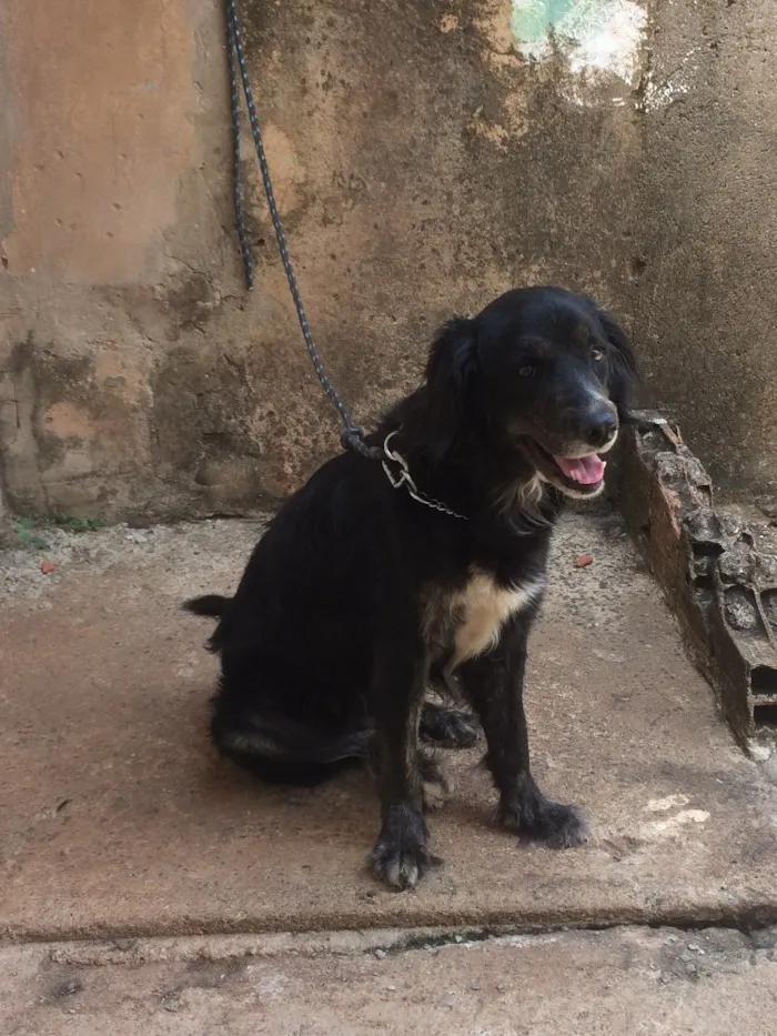 Cachorro ra a Misturado  idade 4 anos nome Alfredo 