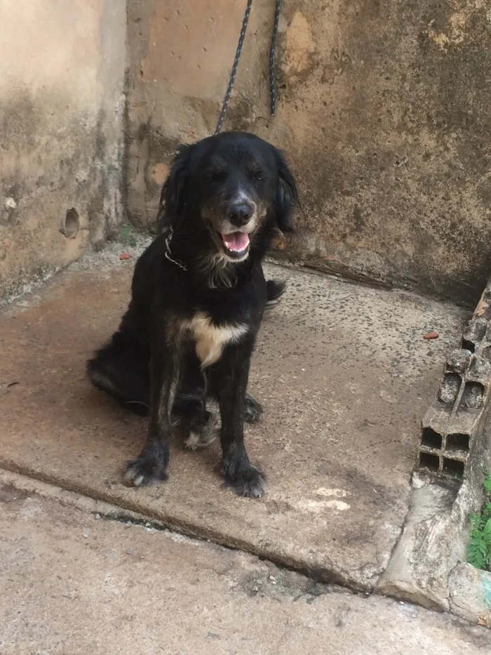 Cachorro ra a Misturado  idade 4 anos nome Alfredo 