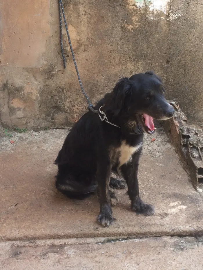 Cachorro ra a Misturado  idade 4 anos nome Alfredo 