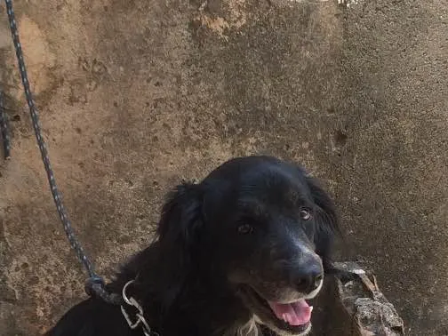 Cachorro ra a Misturado  idade 4 anos nome Alfredo 