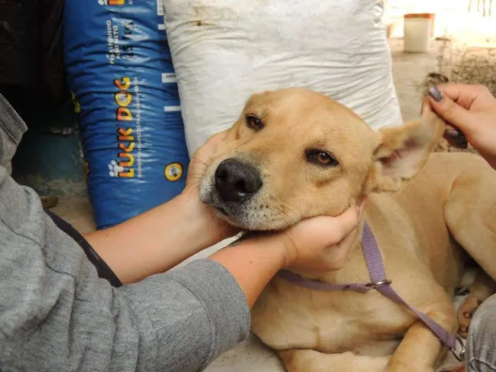 Cachorro ra a SDR' idade 6 ou mais anos nome Nick
