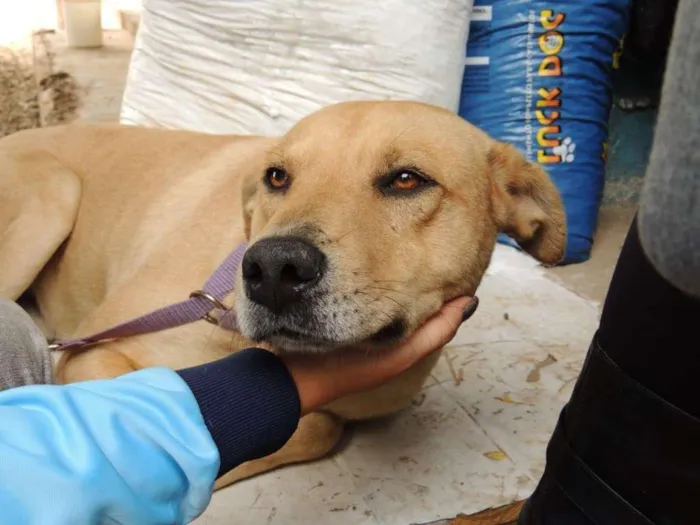 Cachorro ra a SDR' idade 6 ou mais anos nome Nick