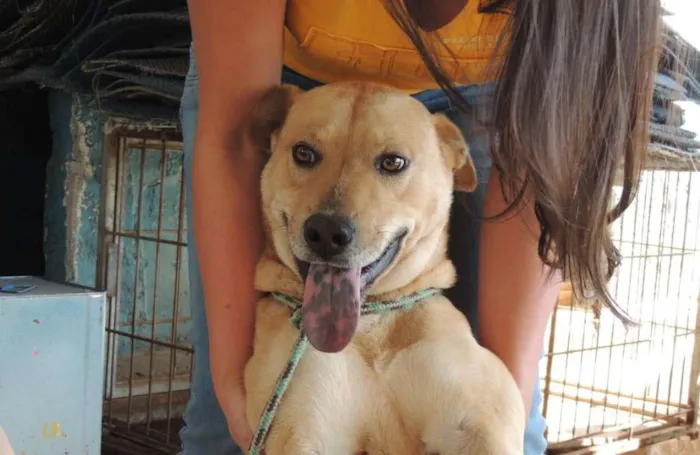 Cachorro ra a SDR' idade 6 ou mais anos nome Nick