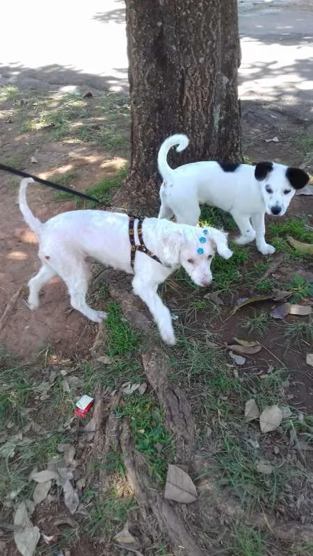 Cachorro ra a Poodle idade 6 ou mais anos nome Princesa