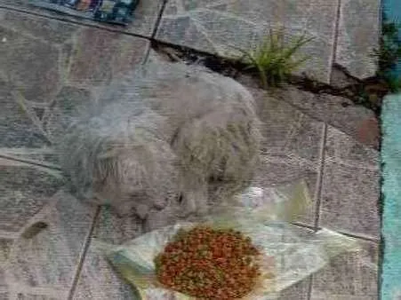Cachorro ra a Poodle idade 6 ou mais anos nome Princesa
