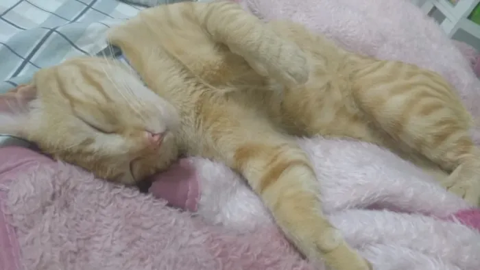 Gato ra a SRD idade 7 a 11 meses nome Luci